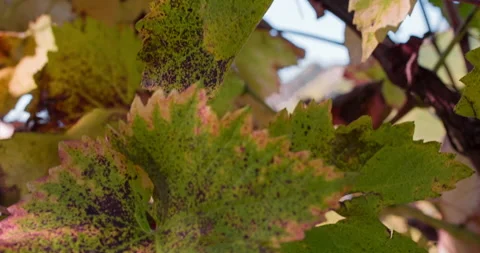 Close up of Colorful Vine Leaf amongst other Leaves Stock Footage 137967033
