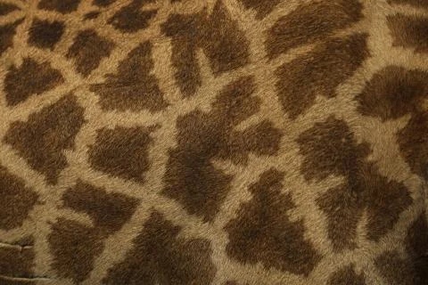 Close up of the coloring of a giraffe Stock Photos