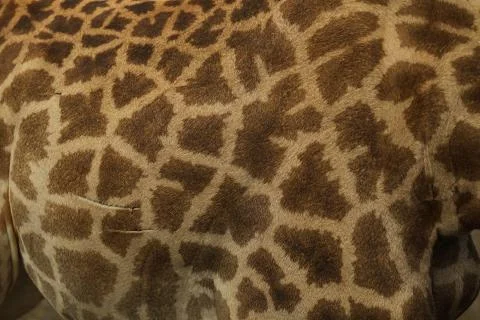 Close up of the coloring of a giraffe Stock Photos