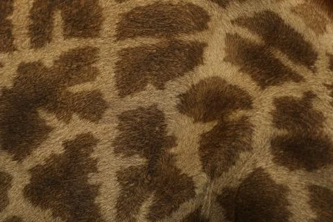 Close up of the coloring of a giraffe Stock Photos