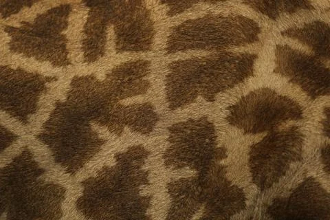 Close up of the coloring of a giraffe Stock Photos