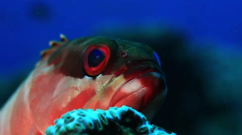 Close up on a colourful fish of the Andaman Islands, India. Stock Footage 41746908