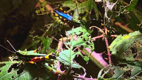 Close up of colourful grasshoppers  Stock Footage 257344390