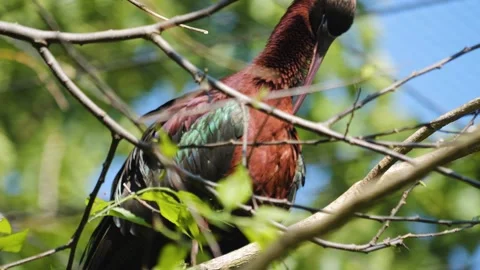Close up of Colourful ibis Stock Footage 244599534