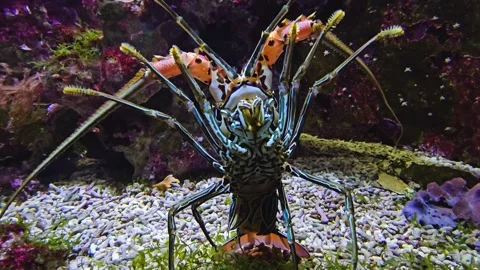 Close up of colourful langoustine Stock Footage 275482014