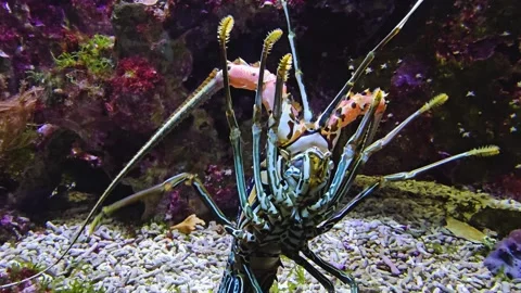 Close up of colourful langoustine  Video stock 275512224