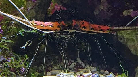 Close up of colourful langoustine Stock Footage 275865943