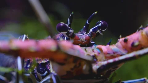Close up of colourful lobster  Stock Footage 241017419