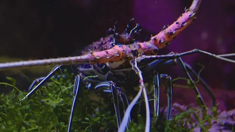 Close up of colourful lobster  Stock-Footage 241017934
