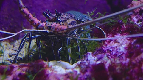 Close up of a colourful lobster  Stock Footage 241021889