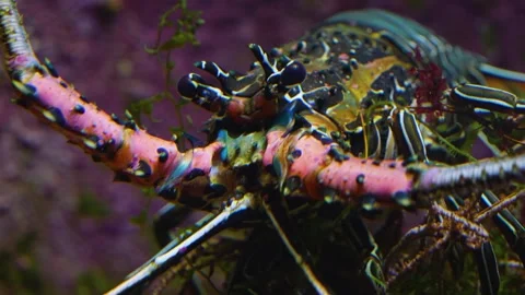 Close up of a colourful lobster Stock Footage 244345286