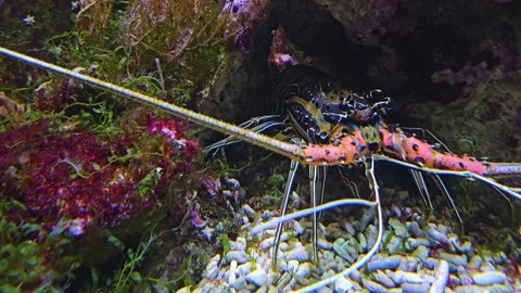 Close up of colourful lobster Stock Footage 272671522