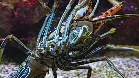 Close up of a colourful lobster Stock Footage 275561289