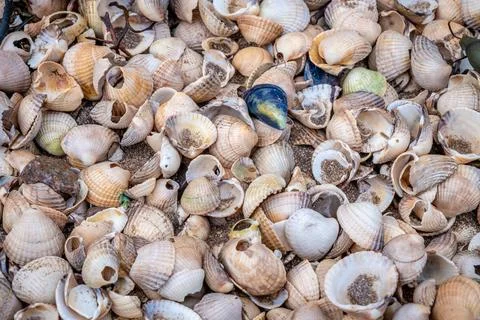 Close up of colourful old shells on a beach of various shapes and sizes Stockfoto's
