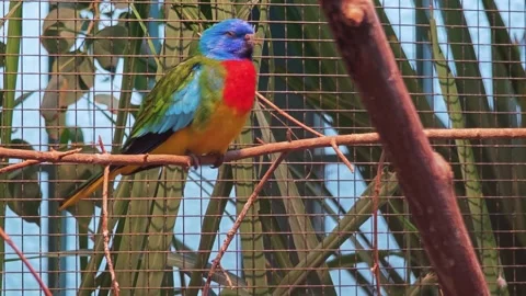 Close up of a colourful parrot Stock Footage 296028275
