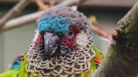 Close up of colourful parrots Stock Footage 266070015