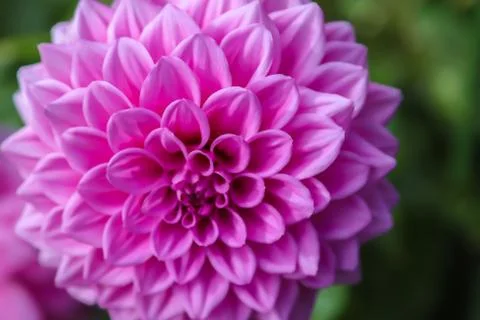 Close-up of a colourful pink flower in the garden Stock Photos