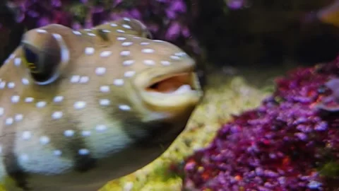 A close up colourful pufferfish Stock Footage 264297876