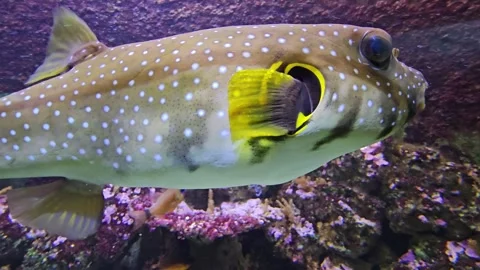 A close up of colourful pufferfish Video stock 269551289