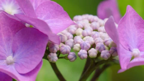 Close-up of Colourful Purple Lace Cap Hydrangea Flower with Texture and Details. Stock Footage 340818968