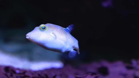Close up colourful trunk fish Stock Footage 233446372