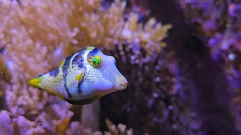 Close up of a colourful trunk fish  Stock Footage 278022943