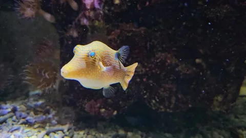 Close up of a colourful yellow trunk fish  Stock Footage 294412734