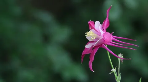 Close up Columbine 02 Stock Footage 35652984
