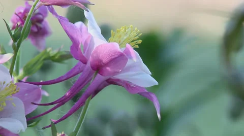 Close up Columbine 03 Stock Footage 35652957