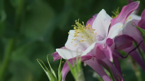 Close up Columbine 04 Stock Footage 35652934