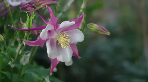 Close up Columbine 05 Stock Footage 35652887
