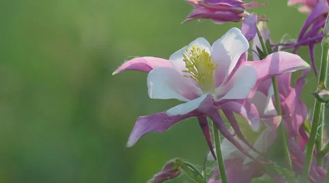 Close up Columbine 06 Stock Footage 35652849