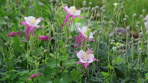 Close up Columbine 07 動画素材 35652740