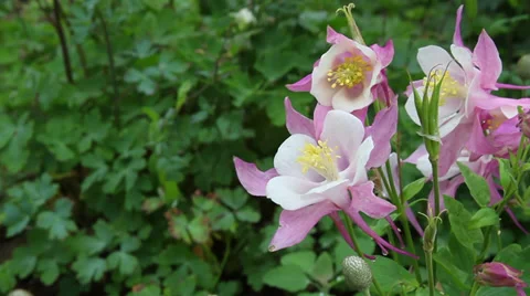 Close up Columbine 08 Stock Footage 35652561