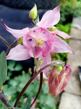 Close-up of columbine bloom Stockfoto's