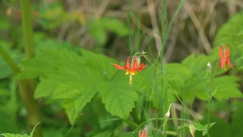 Close up of Columbine flowers blowing in the wind. Stock Footage 120667183