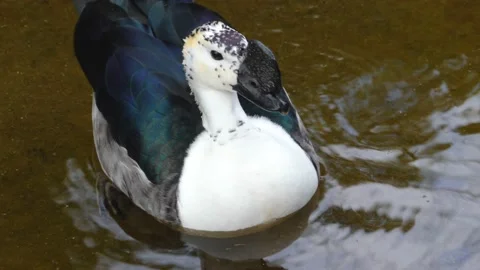 Close up of comb duck Stock Footage 135064433