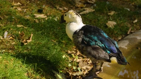 Close up of A comb duck Stock Footage 135591221