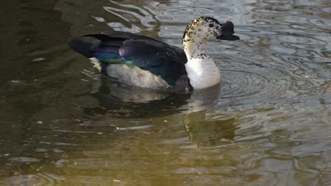 Close up of a comb duck  Stock Footage 267483808