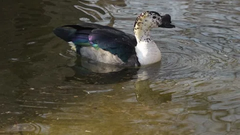 Close up of a comb duck swimming Stock Footage 267718542
