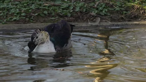 Close up of a comb duck swimming Video stock 267718716