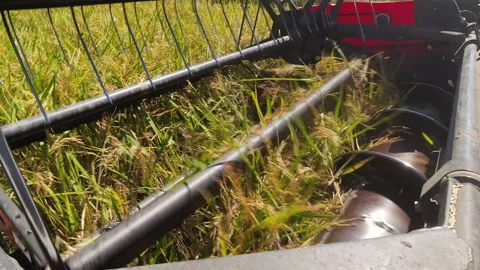 Close-up of combine harvester rice machine harvest Stock Footage 164570202
