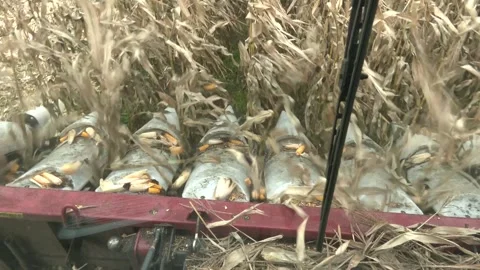 Close up of combine harvesting corn on the field at autumn. Stock-Footage 330345105