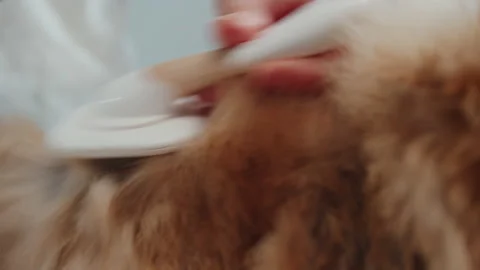 Close-up of a combing and drying dog hair Stock Footage 172594765