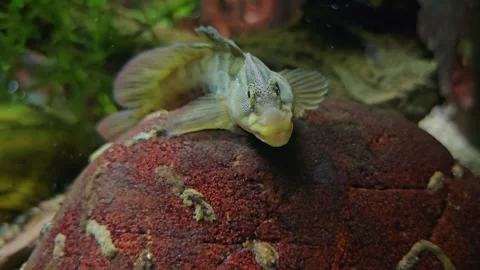 Close up of a Combtooth blenny fish Stock Footage 269628720