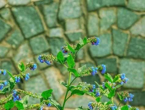 Close-up of Comfrey flowers, selective focus Symphytum officinale Stock Photos