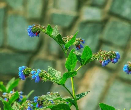 Close-up of Comfrey flowers, selective focus Symphytum officinale Foto stock