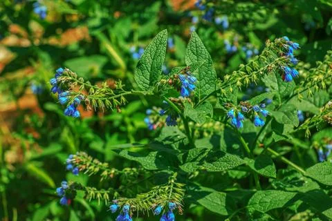 Close-up of Comfrey flowers, selective focus Symphytum officinale Stock Photos