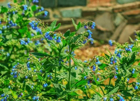 Close-up of Comfrey flowers, selective focus Symphytum officinale Stock Photos
