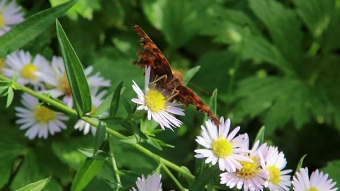 Close up of a comma butterfly Stock Footage 295504786